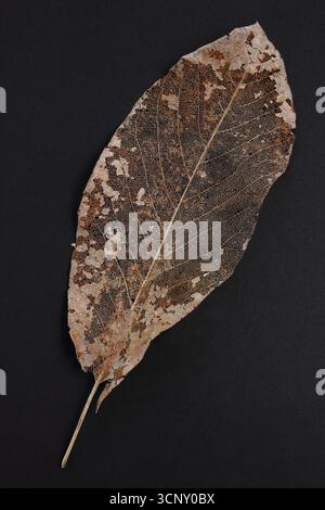 Sagoma di foglie isolata su sfondo nero. Dettaglio di una foglia di magnolia decomposta. REGNO UNITO Foto Stock