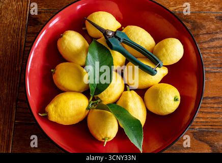 Limoni di Eureka appena raccolti in una ciotola rossa Foto Stock
