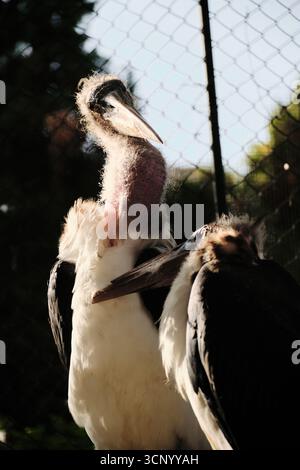 Una cicogna di marabou con piume arruffate si trova vicino a una recinzione, con il suo grande becco e la testa calva in una vista chiara. Foto Stock