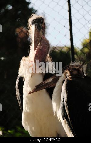 Una cicogna di marabou con piume arruffate si trova vicino a una recinzione, con il suo grande becco e la testa calva in una vista chiara. Foto Stock