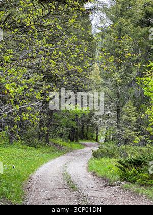 Una tranquilla strada sterrata si snoda attraverso una lussureggiante foresta verde nel Montana, circondata da alti alberi e fresco fogliame primaverile. Foto Stock