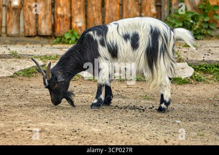 Immagine di una giovane capra con corna variegate Foto Stock