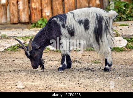 Immagine di una giovane capra con corna variegate Foto Stock