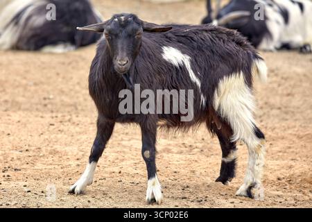 Immagine di una capra nera senza corna con macchie bianche Foto Stock