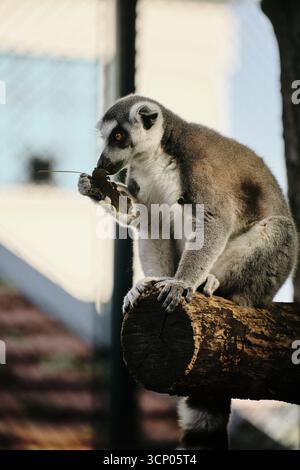 Il lembo dalla coda ad anello si trova su un tronco nello zoo di Belgrado, tenendo una foglia con la mano e guardando davanti. Foto Stock