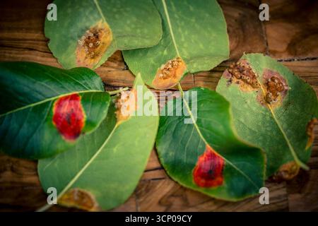Le foglie dell'albero di pera possono essere influenzate dalla ruggine di pera Gymnosporangium sabinae, un fungo persistente Foto Stock