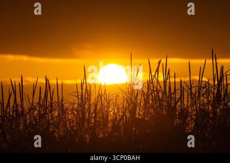 L'ora d'oro risplende sulla campagna mentre il sole tramonta dietro un campo di erba alta. Un tranquillo e panoramico paesaggio rurale. Foto Stock