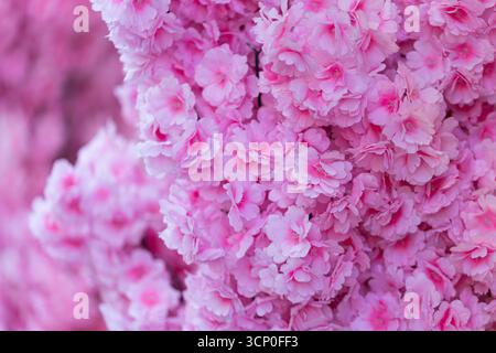 Sfondo dei fiori rosa astratti Foto Stock