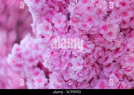 Sfondo dei fiori rosa astratti Foto Stock