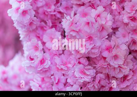 Sfondo dei fiori rosa astratti Foto Stock