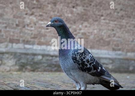 Piccione selvatico blu scuro e grigio che cammina per terra in una piazza della città. Angolazione bassa, primo piano, nessuna gente Foto Stock