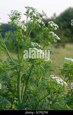 La cicuta velenosa si erge alta con ammassi di fiori bianchi in un campo verdeggiante circondato da vegetazione verde sotto la luce del giorno che mostra il suo dangerou Foto Stock