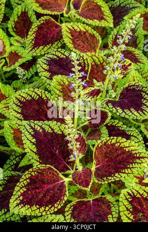 Splendidi motivi naturali del Coleus Scutellaroides 'Red Dwarf'. Primo piano, ritratto delle piante fiorite. colorato, texture, equilibrio, spazio negativo, audace Foto Stock