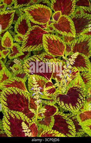 Splendidi motivi naturali del Coleus Scutellaroides 'Red Dwarf'. Primo piano, ritratto delle piante fiorite. colorato, texture, equilibrio, spazio negativo, audace Foto Stock
