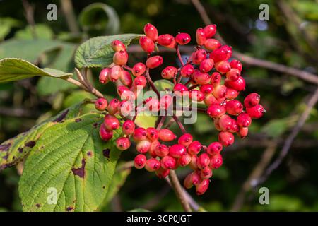 Gruppi di frutti di bosco rossi luminosi si trovano nell'arbusto di Viburnum lantana, circondati da un ricco fogliame verde in un ambiente soleggiato all'aperto durante la tarda estate Foto Stock