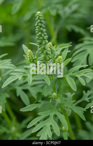Ambrosia artemisiifolia, comune e raggualita, mostra densi ammassi di gemme verdi in fiore tra foglie verdi vibranti in un ambiente di campo durante la calda S Foto Stock