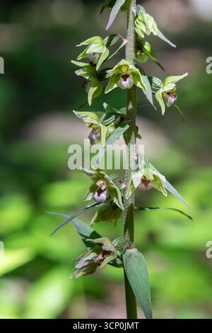 Fiori verdi pallidi di Violet Helleborine fioriscono in un'area boschiva circondata da vibranti foglie verdi. Questa orchidea viene osservata in primo piano rivelando in Foto Stock
