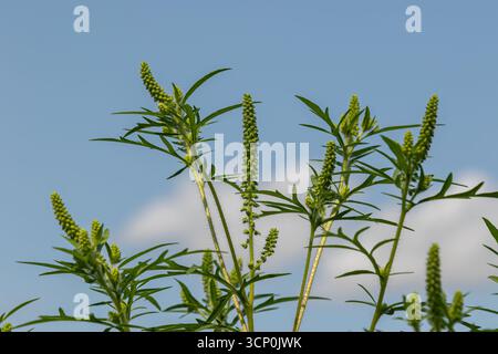 La comune Ambrosia artemisiifolia è fiorente con gambi verdi e piccole punte di fiori sotto un cielo blu intervallato da soffici nuvole su un sole Foto Stock