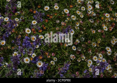Campo vibrante pieno di margherite bianche in fiore massi di lavanda viola che creano un'atmosfera vivace da giardino ideale per la bellezza della natura, la fioritura primaverile degli stili di vita all'aperto Foto Stock