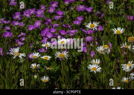 Margherite bianche con centri gialli alte in primo piano, mentre vivaci fiori viola ricoprono lo sfondo di un lussureggiante giardino Foto Stock