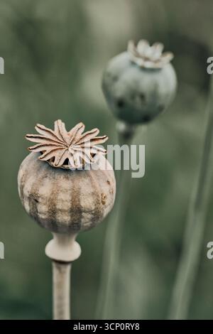 Cialde di semi di pappe Foto Stock