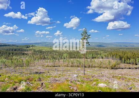 Pino solitario in mezzo a un'area sgombra, il taglio/sgombero è una pratica forestale/forestale in cui tutti gli alberi vengono abbattuti, Dalarna, Svezia Foto Stock