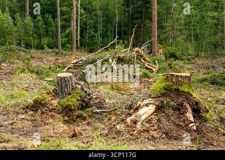 Ceppi di alberi ricoperti di muschio e rami sparsi in un'area boschiva deforestata, simboleggiando il disboscamento, la perdita dell'habitat e l'impatto ambientale Foto Stock