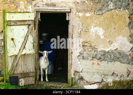 Capra bianca in piedi all'ingresso di un vecchio fienile rustico con pareti in gesso incrinate e porta di legno, che simboleggia l'agricoltura rurale e la vita di campagna Foto Stock