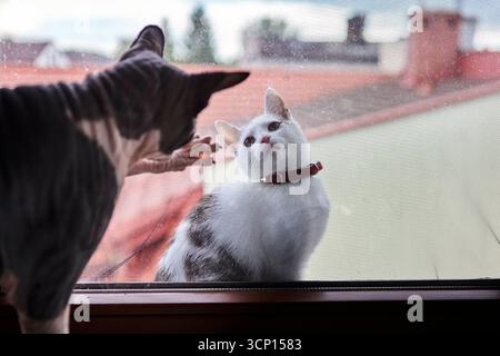 Un gatto domestico bianco e un gatto della sfinge si siedono vicino a una finestra e guardano fuori. La scena interna mette in risalto la loro compagnia sotto la calda luce del giorno. Foto Stock