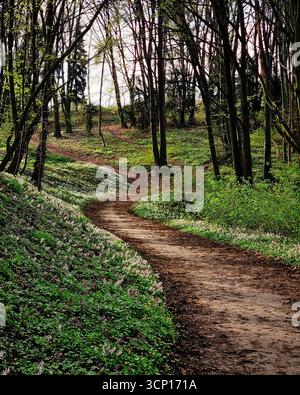 Percorso tortuoso nella verde foresta primaverile. Sentiero pedonale che gira a sinistra in un bosco in una giornata di sole primaverile. Foto Stock