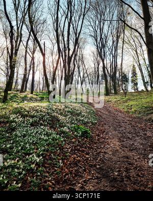Mattina nella foresta primaverile, percorso tortuoso tra alberi senza fronzoli. Collina coperta di erba verde e fiori bianchi di corydalis alla luce del sole. Foto Stock