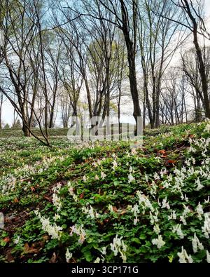 Mattina nella foresta primaverile. Collina ricoperta di erba verde e fiori bianchi di corydalis alla luce del sole, sagome di alberi sullo sfondo. Foto Stock