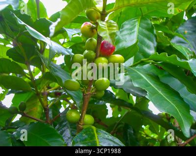 Maturazione di ciliegie e chicchi verdi su un ramo di una pianta di caffè, con una ciliegia che diventa rossa, a indicare che è pronta per la raccolta. Foto Stock