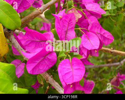 Primo piano di vivaci buganville rosa su un ramo, evidenziando la loro consistenza cartaceo e il colore intenso su foglie verdi e steli spinosi. Foto Stock