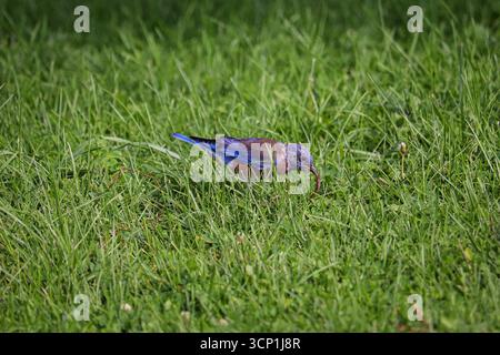 WESTERN Bluebird o Sialia mexicana che si nutrono di un verme al Green Valley Park di Payson, Arizona. Foto Stock
