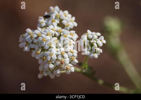 Primo piano dei fiori di Common Yarrow o Achillea millefolium con alcuni insetti sul sentiero dei cipressi. Foto Stock