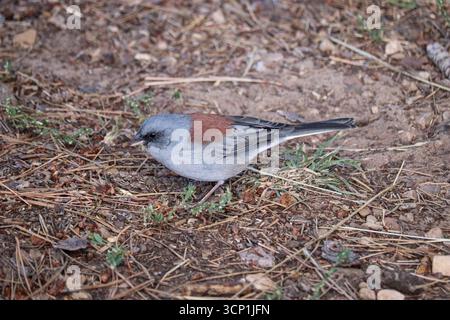 Junco o Junco hyemalis dorsalis con fondo rosso in cerca di cibo a terra presso il lago Woods Canyon. Foto Stock