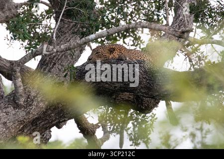 Un grande leopardo maschio dorme su un ramo spesso di un albero. Foto Stock