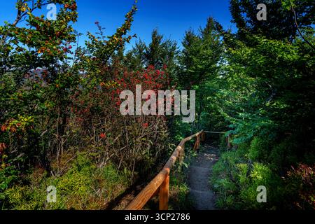 Uno stretto sentiero forestale, delimitato da ringhiere in legno, si snoda attraverso una vegetazione lussureggiante e arbusti rossi sotto il brillante cielo estivo. Foto Stock
