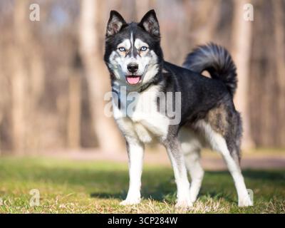 Un cane Husky in piedi all'aperto con un'espressione felice Foto Stock