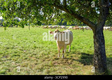 Mucca singola sotto l'albero, bestiame sul pascolo nella Spreewald, Brandeburgo, Germania Foto Stock