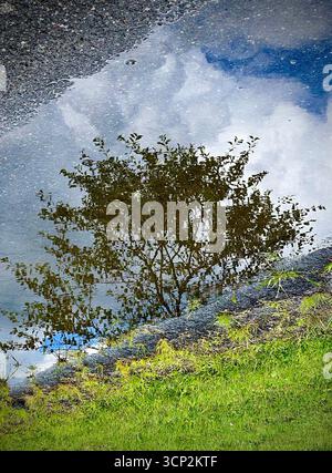 Riflesso di un albero Foto Stock