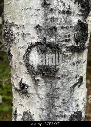 Primo piano su un albero di betulla Foto Stock