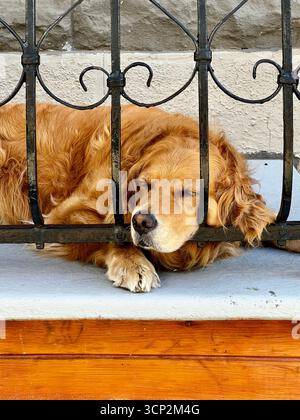 Cane che riposa Foto Stock