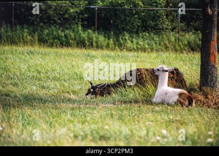 Lama che giace nell'erba, in cattività. Il lama è un camelide sudamericano addomesticato Foto Stock