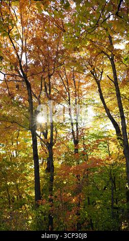 La luce del sole scorre attraverso il fitto baldacchino di alberi che mostra il vibrante fogliame autunnale nella foresta Foto Stock