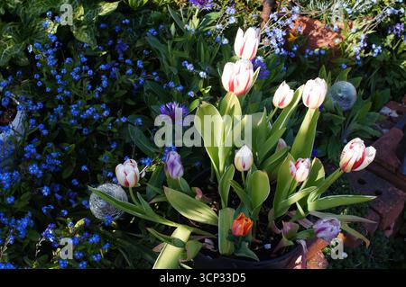 tulipani di diversi colori che sbocciano in un'aiuola Foto Stock