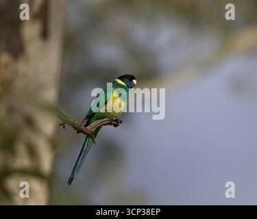 Un sorprendente pappagallo australiano Ringneck (Barnardius zonarius) è appollaiato su un ramo. Presenta un piumaggio verde brillante con una fascia gialla sul collo. Foto Stock