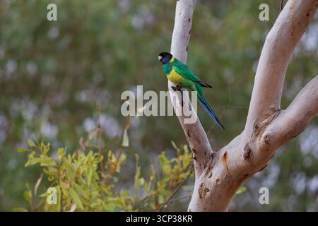Un sorprendente pappagallo australiano Ringneck (Barnardius zonarius) è appollaiato su un ramo. Presenta un piumaggio verde brillante con una fascia gialla sul collo. Foto Stock