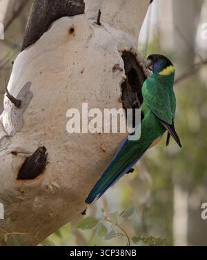Ringneck australiano (Barnardius zonarius) arroccato in una cavità di nidificazione in un albero di gomma. Foto Stock